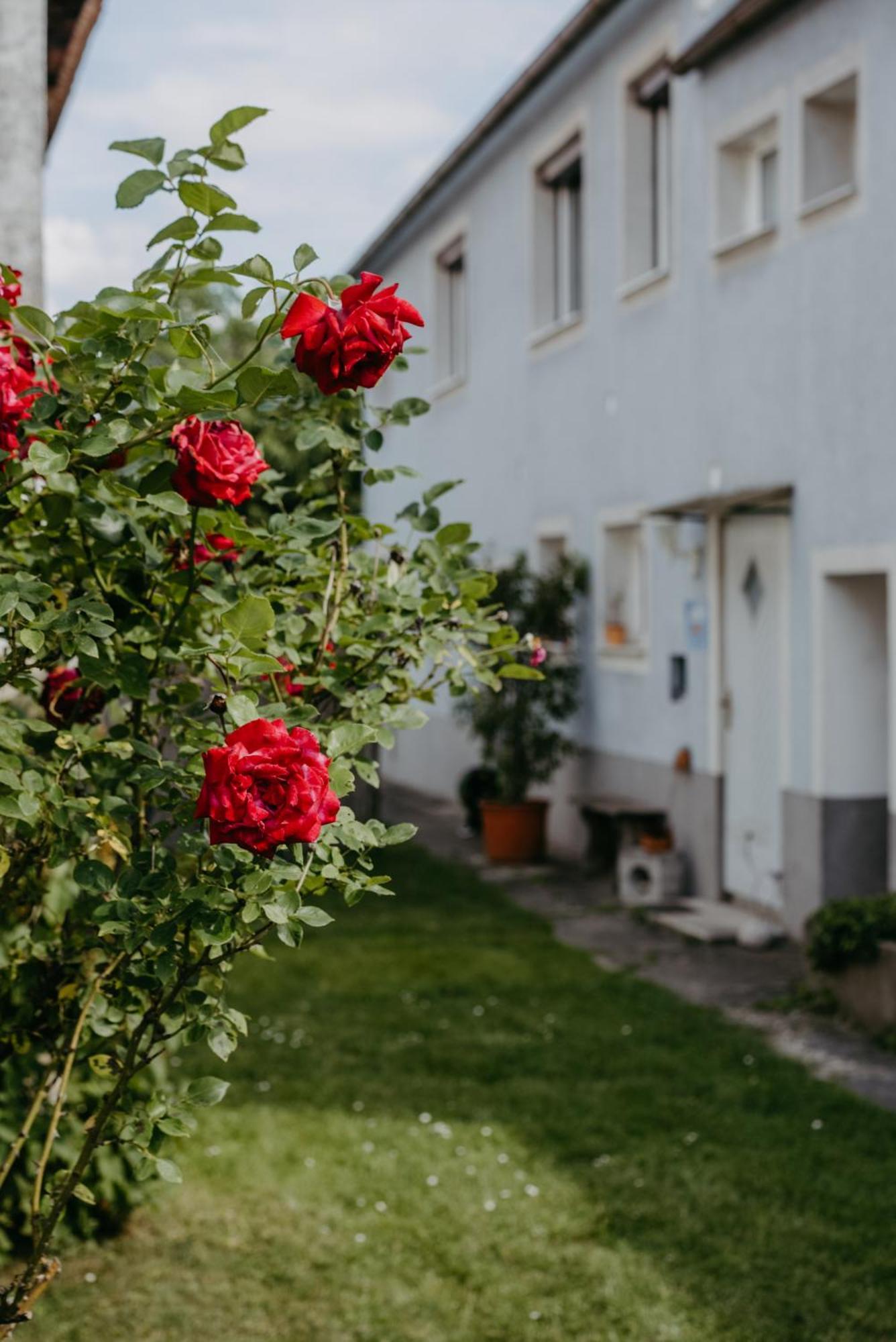 Ferienwohnung Morgensonne Schützen am Gebirge Eksteriør billede
